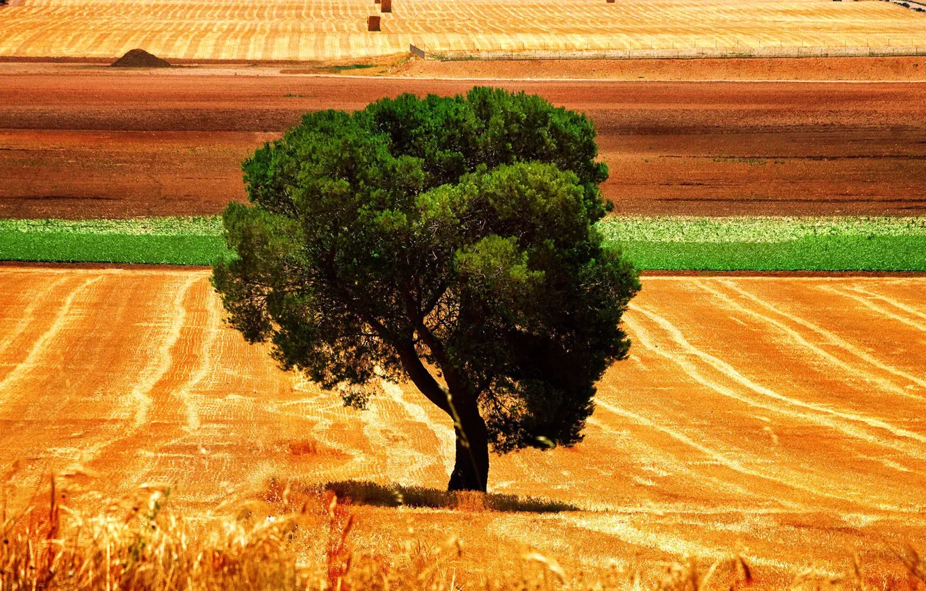 Photo wallpaper field, trees, harvest, crown