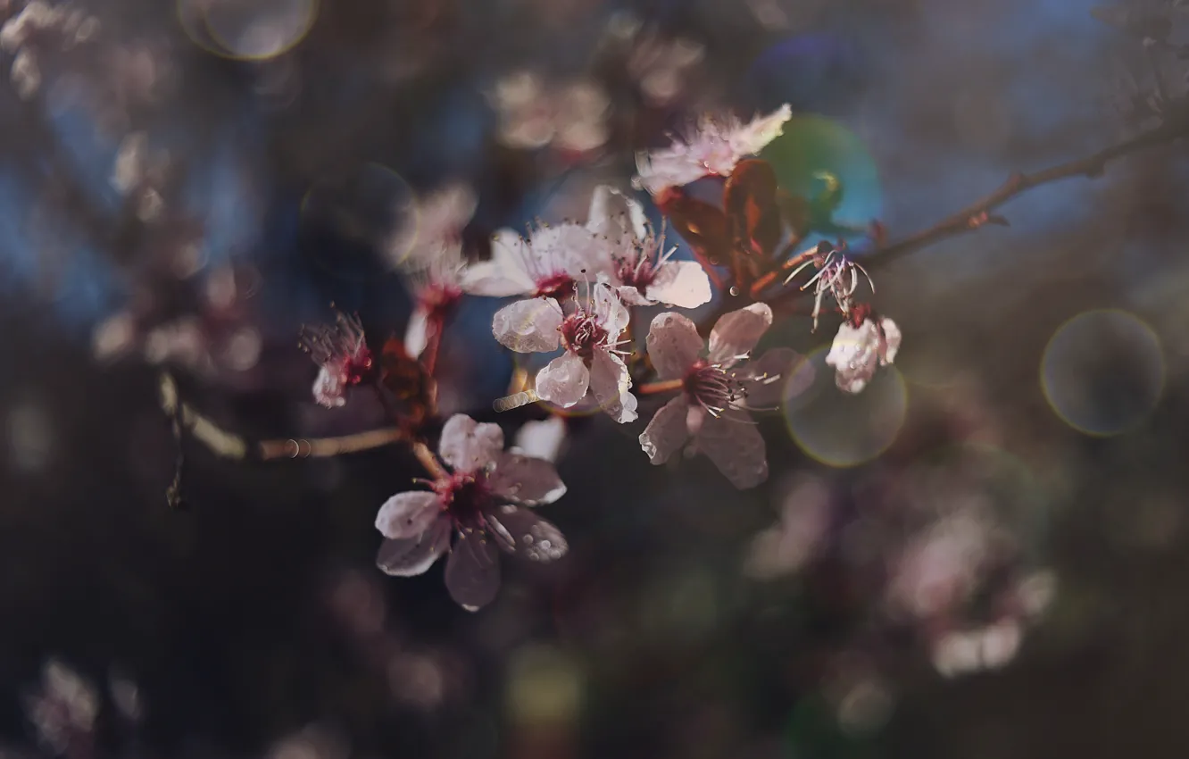 Photo wallpaper nature, cherry, branch, spring, flowering, bokeh