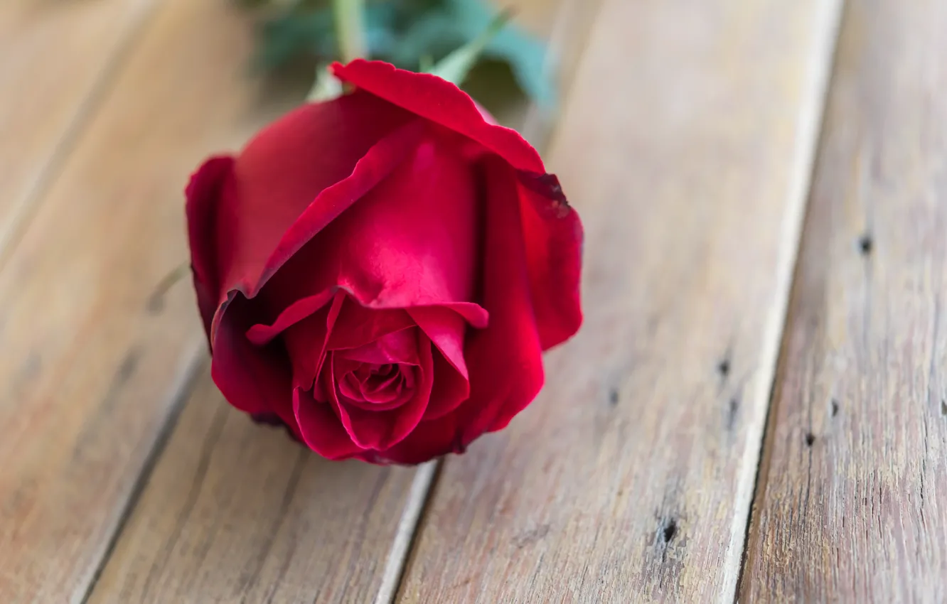 Photo wallpaper flower, roses, Bud, red, rose, red rose, flower, wood