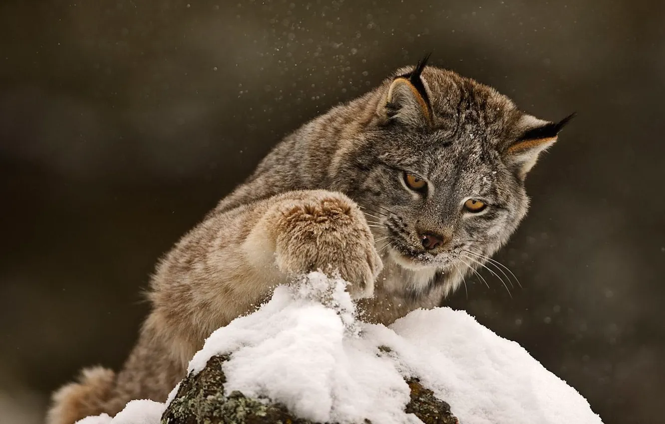 Photo wallpaper winter, cat, snow, paw, predator, beast, lynx