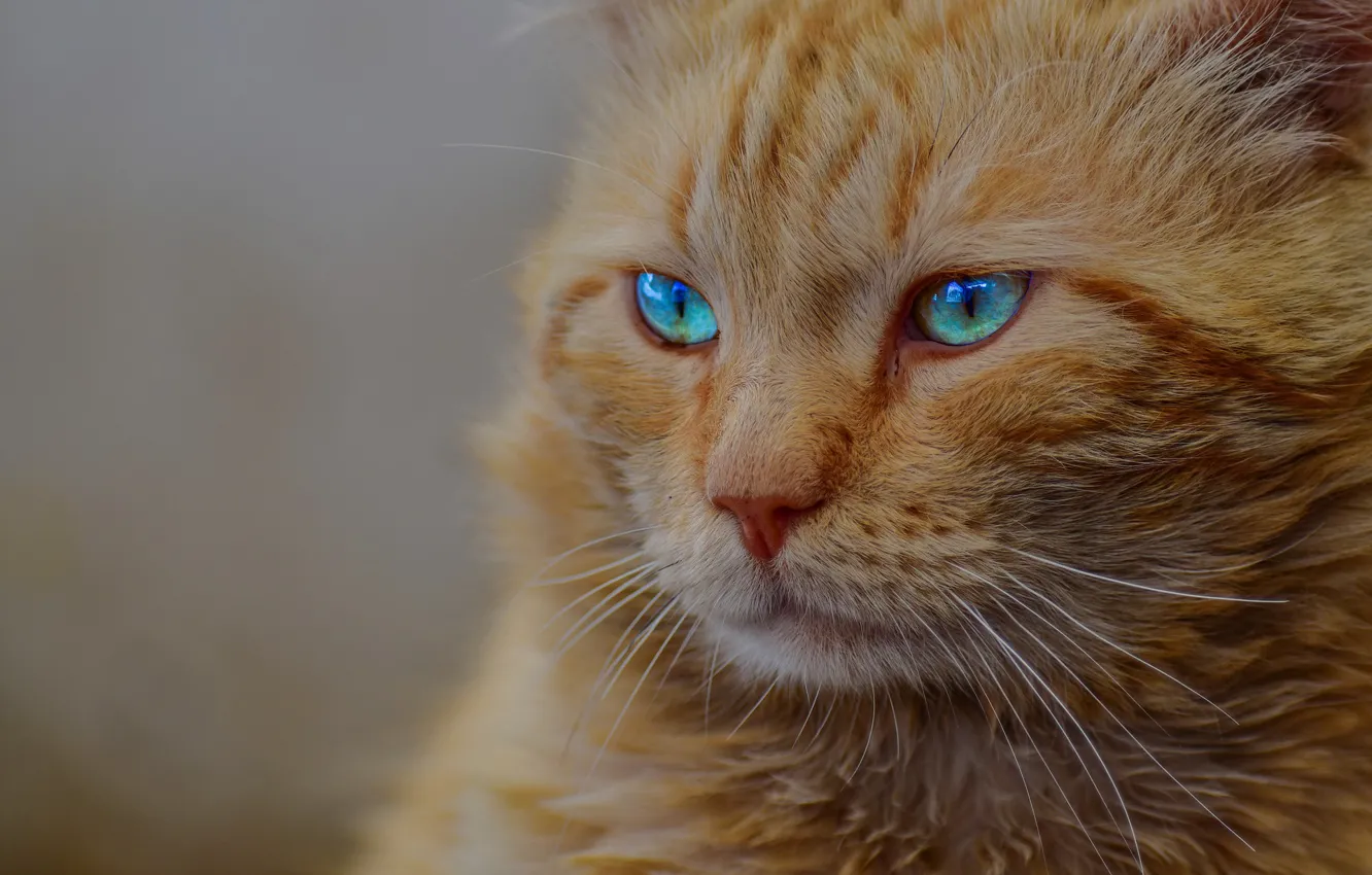 Photo wallpaper muzzle, blue eyes, red cat