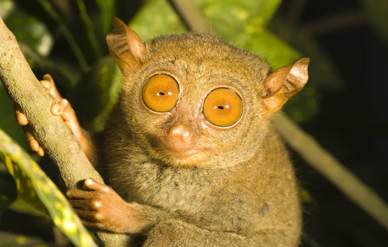 Photo wallpaper eyes, branch, the primacy of, tarsier, tarsier