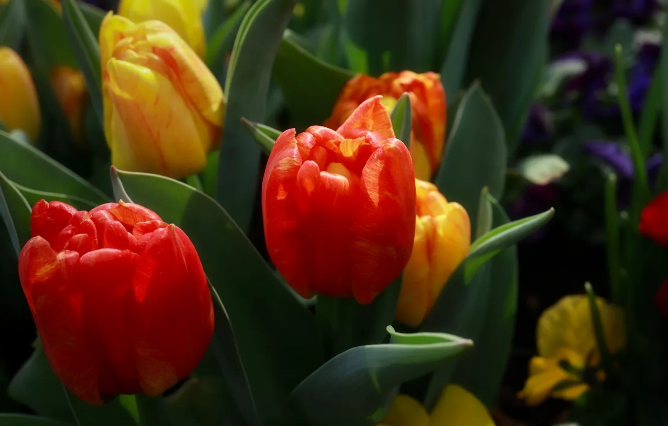 Photo wallpaper light, yellow, tulips, red