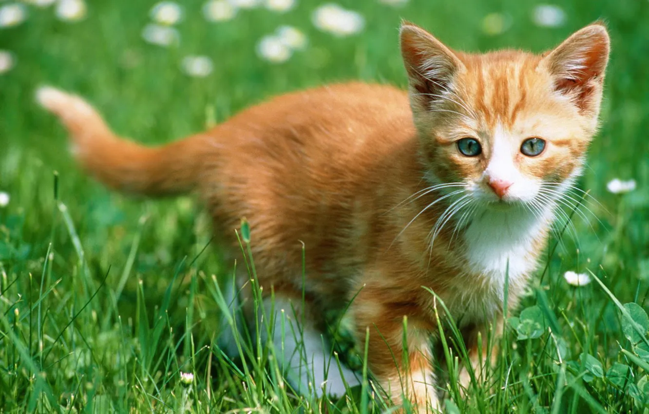 Photo wallpaper grass, red, kitty