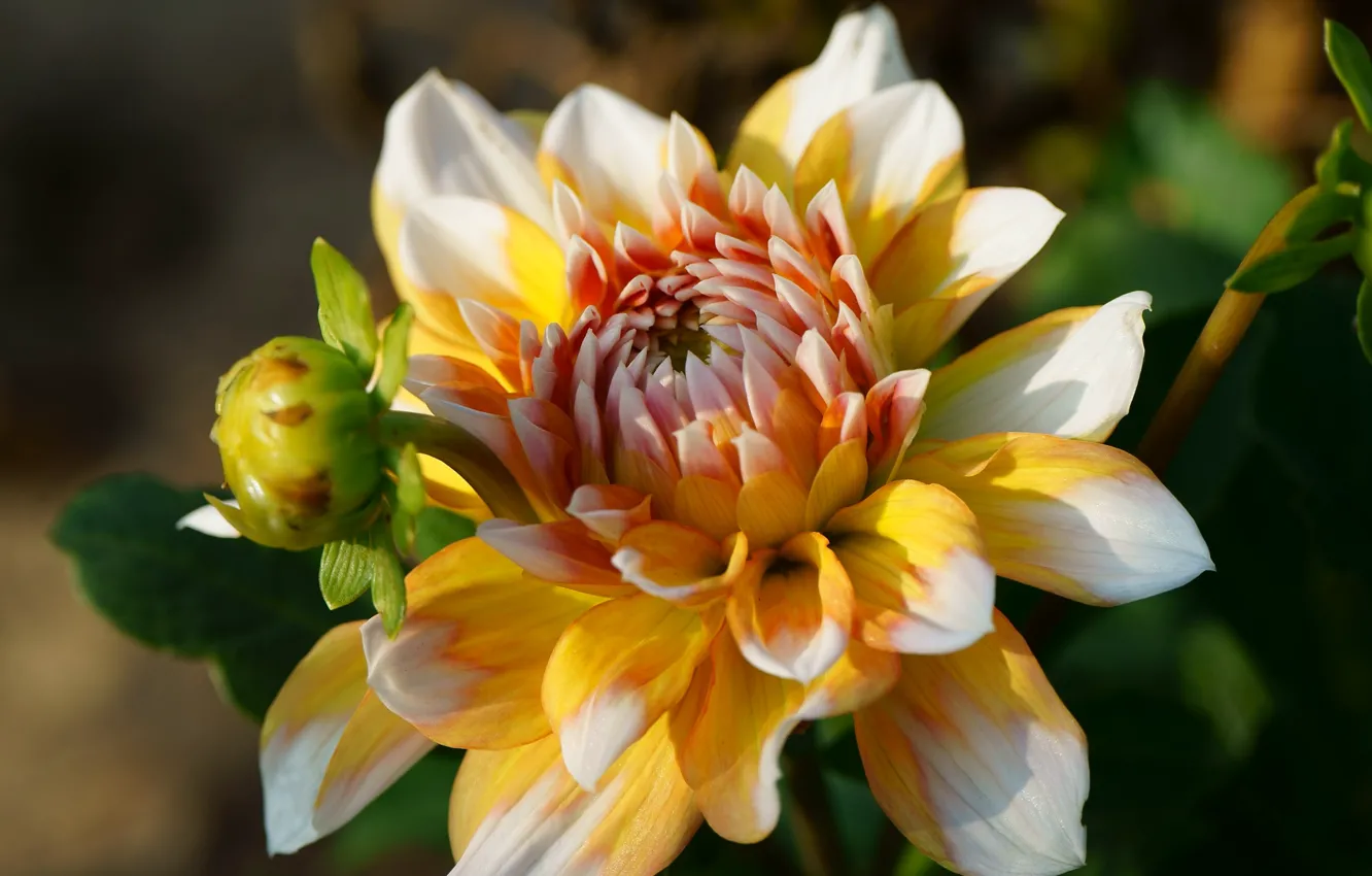 Photo wallpaper leaves, macro, light, flowers, yellow, background, bright, petals