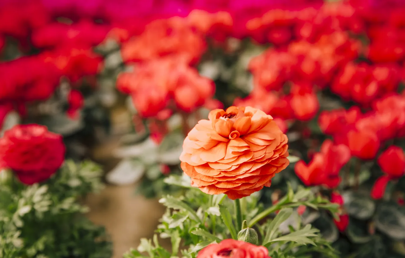 Photo wallpaper flowers, red, flowerbed, bokeh, buttercups, Ranunculus