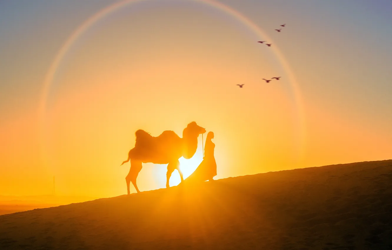 Photo wallpaper girl, the sun, sunset, desert, the evening, silhouette, camel, bird