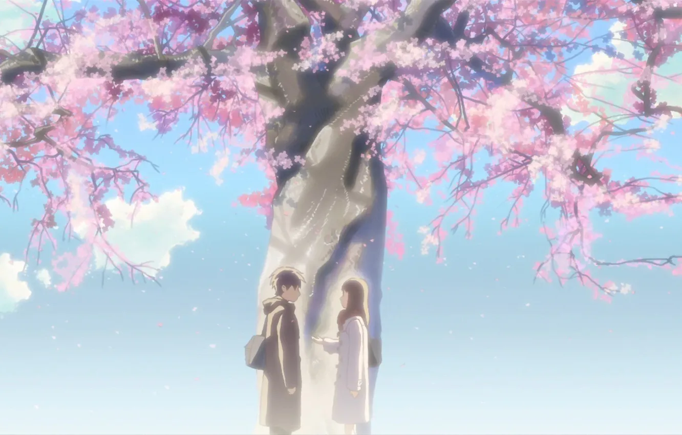 Photo wallpaper anime, Sakura, 5 centimeters per second