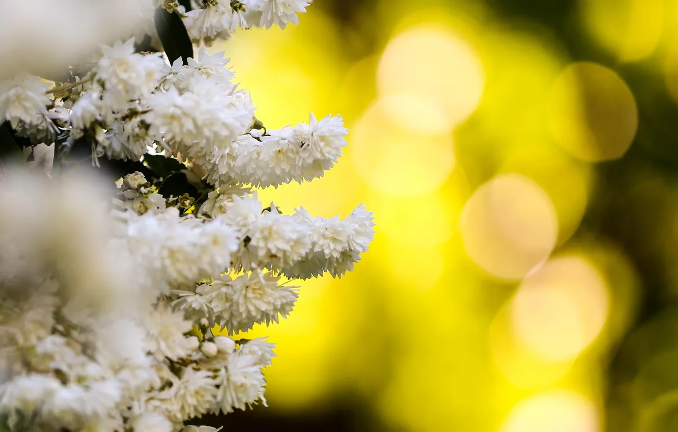 Photo wallpaper flowers, nature, white, bokeh