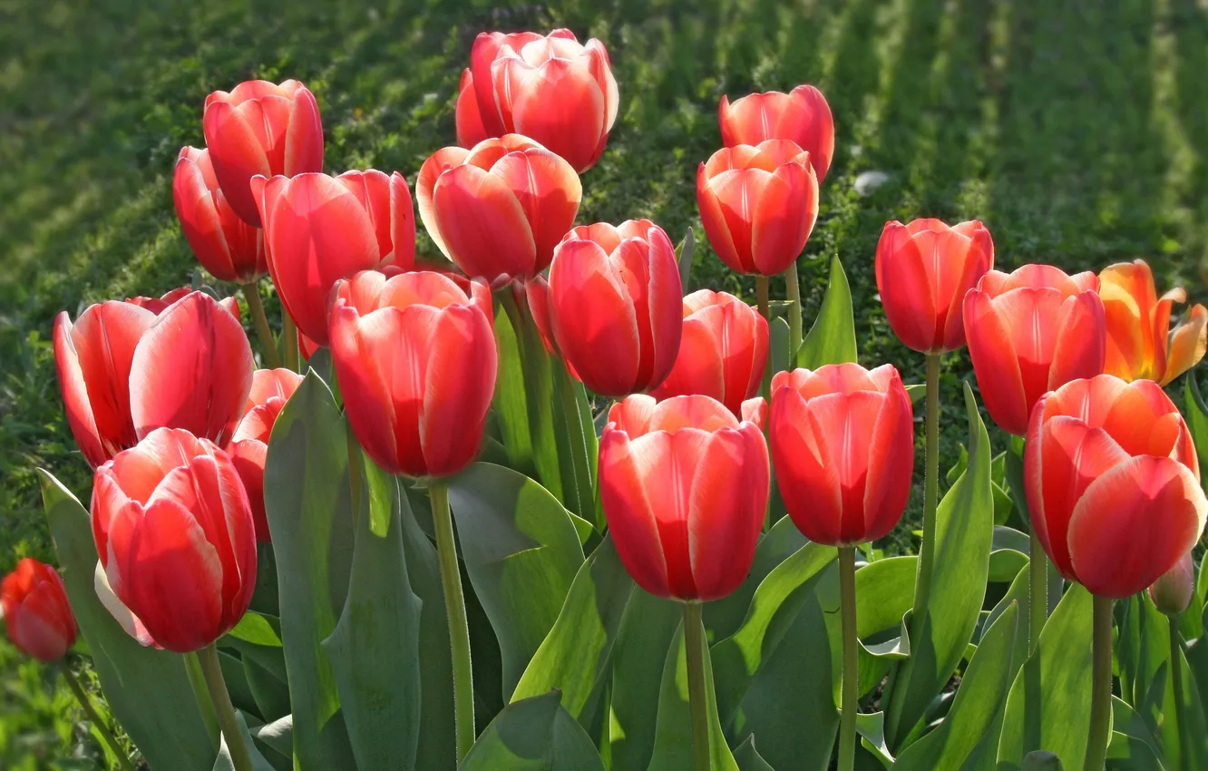 Photo wallpaper tulips, buds, red tulips