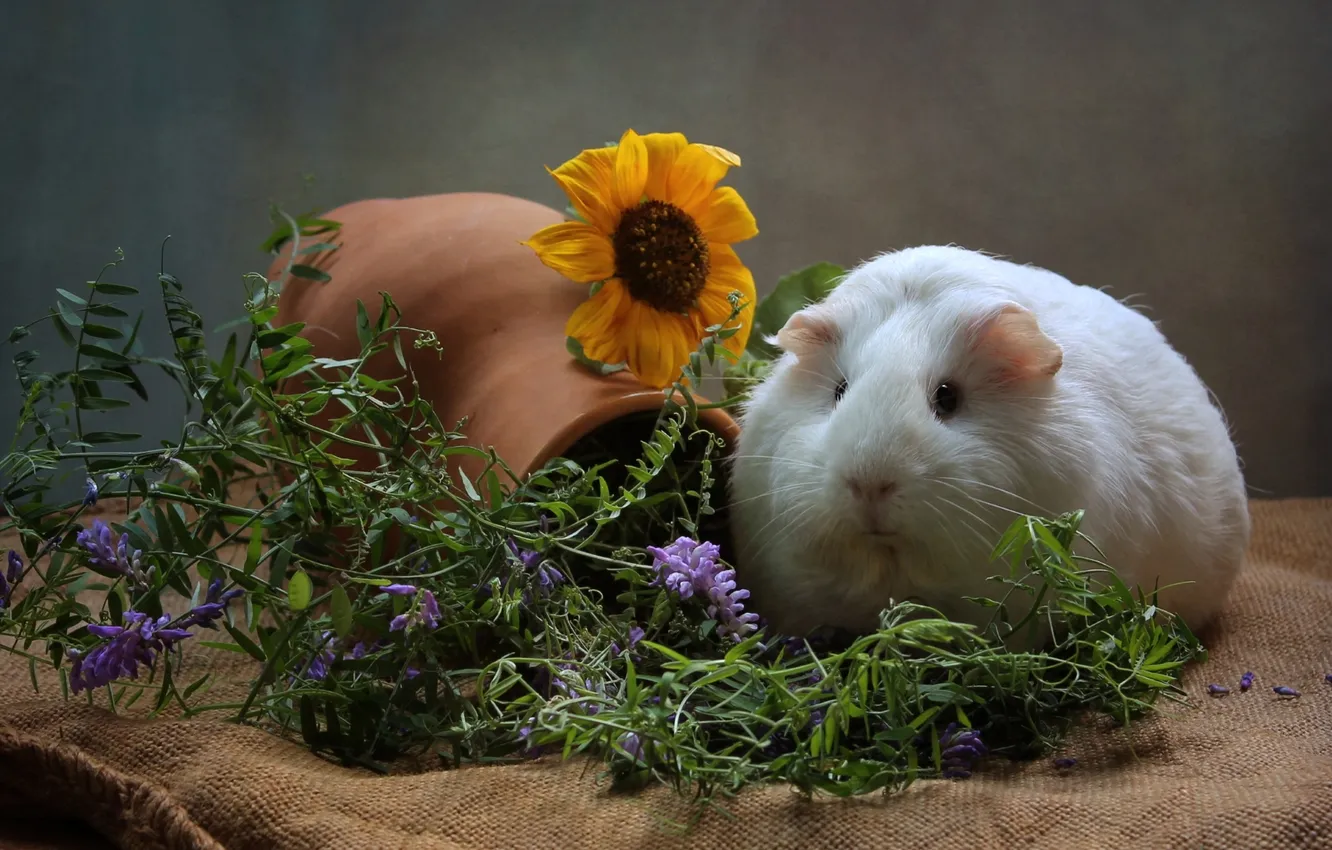 Photo wallpaper sunflowers, Guinea pig, pitcher, burlap, animal