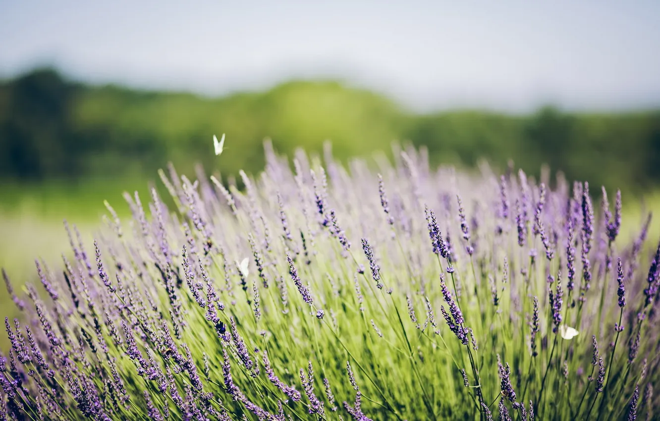 Photo wallpaper field, summer, flowers