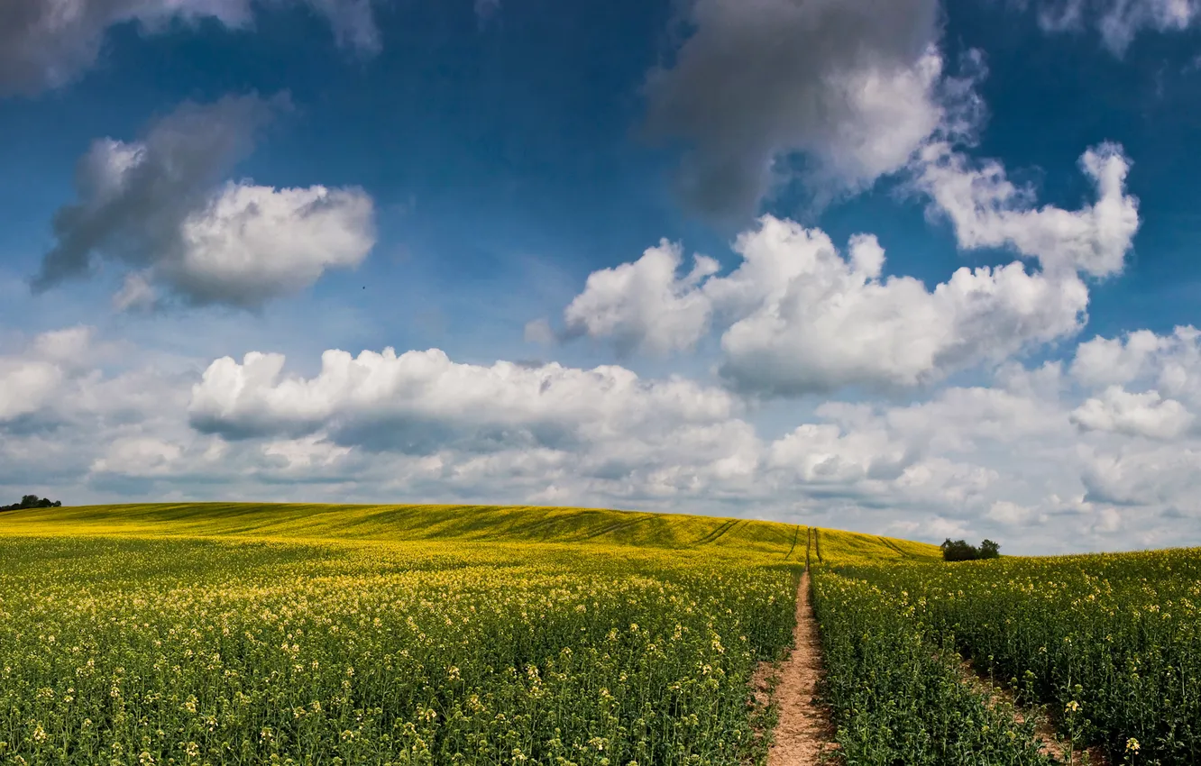 Photo wallpaper road, field, summer, the sky, grass, the sun, clouds, flowers