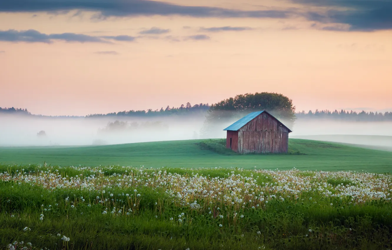 Photo wallpaper field, the sky, grass, trees, flowers, fog, the barn