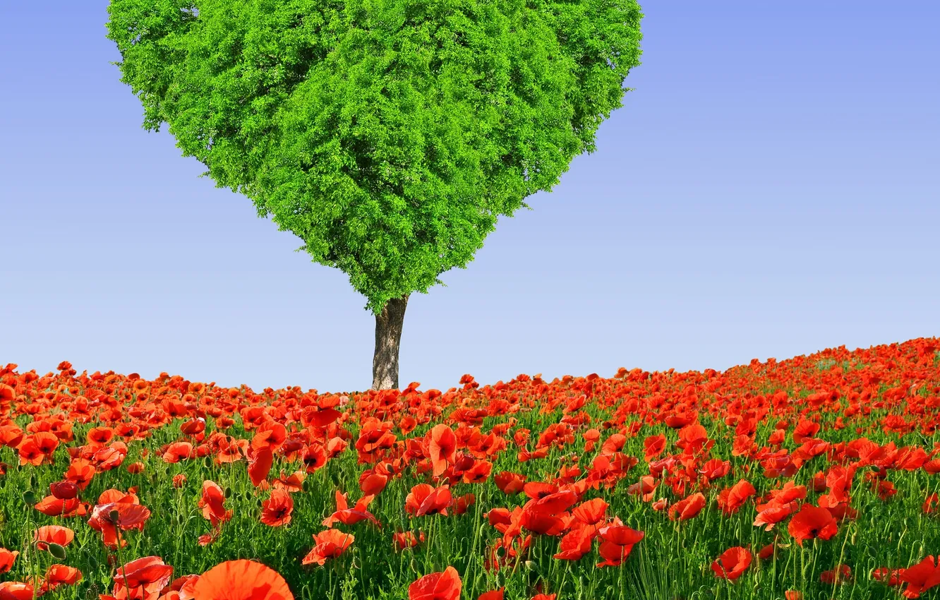 Photo wallpaper field, flowers, tree, heart, Maki, spring, meadow, love