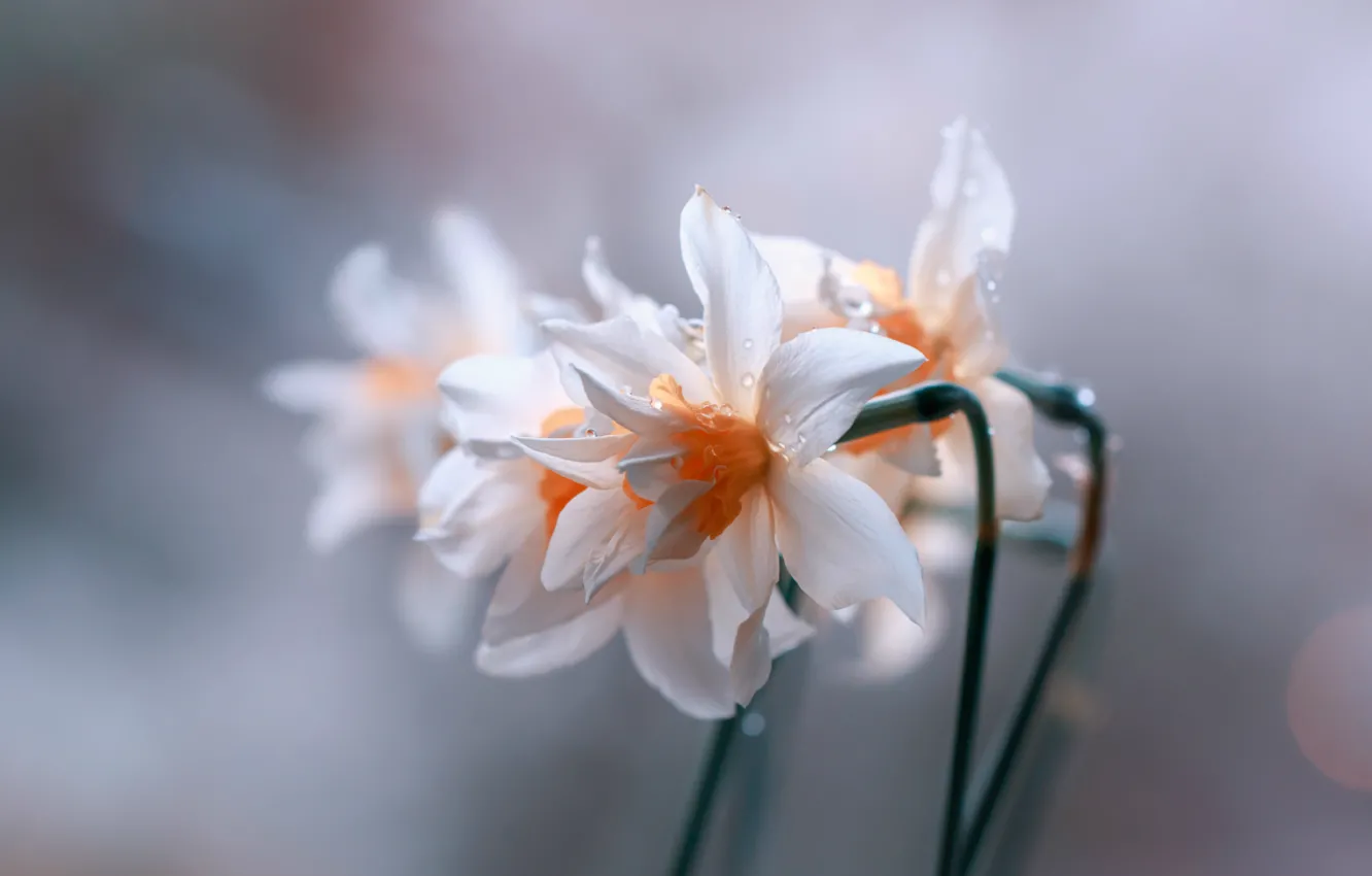 Photo wallpaper drops, blur, Daffodils