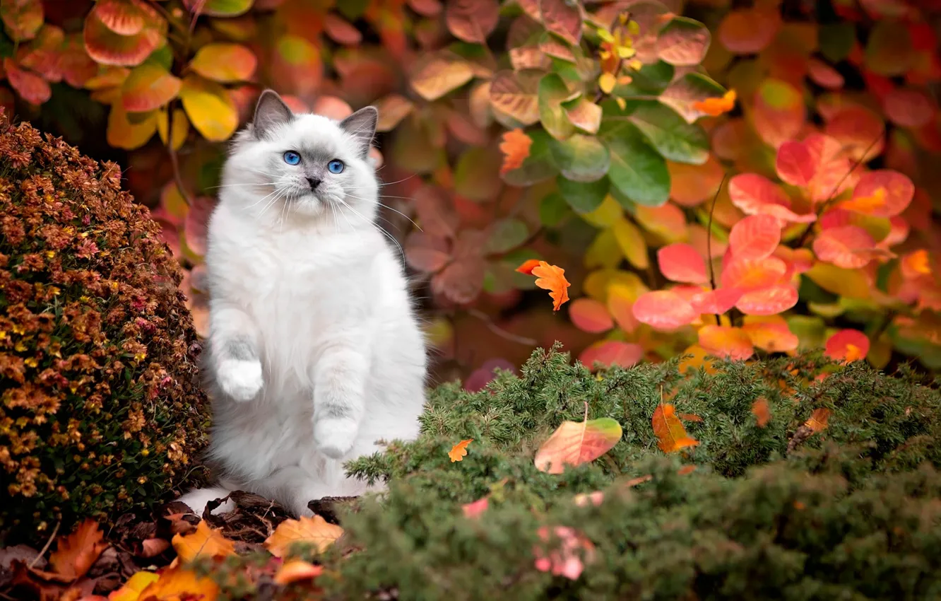 Photo wallpaper autumn, cat, white, grass, cat, leaves, nature, blue eyes