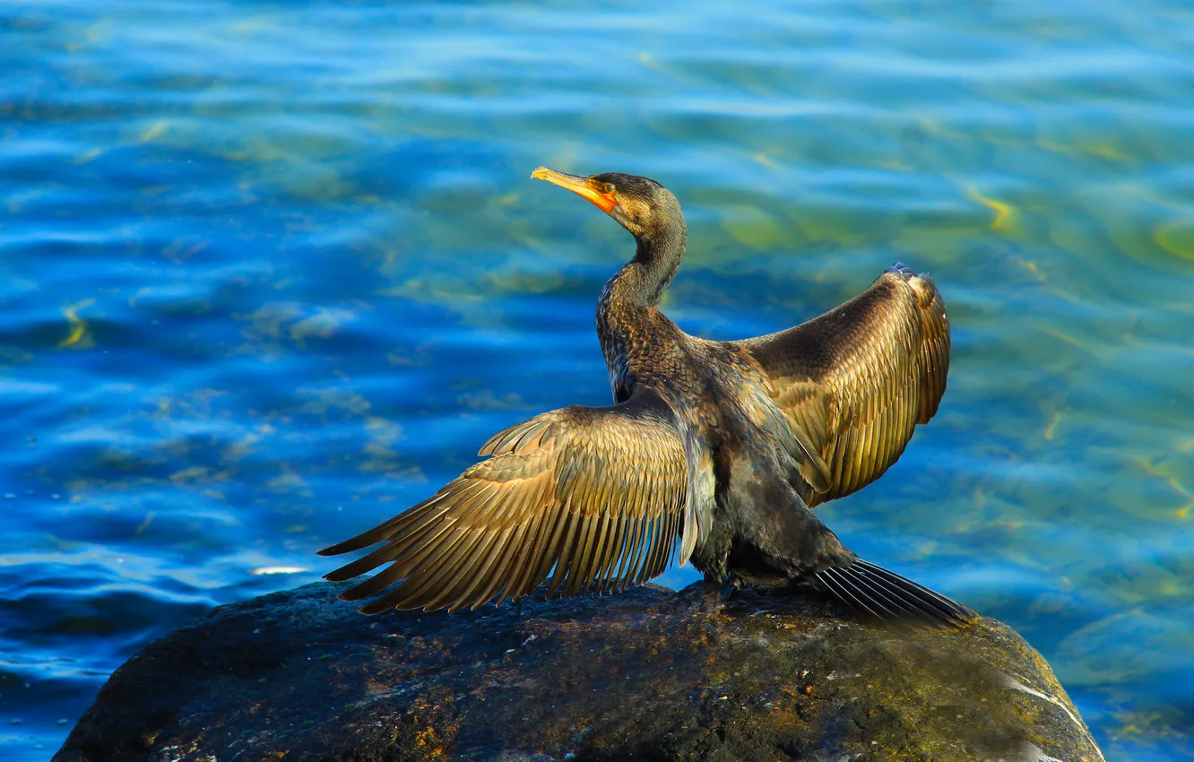 Photo wallpaper sea, stone, bird