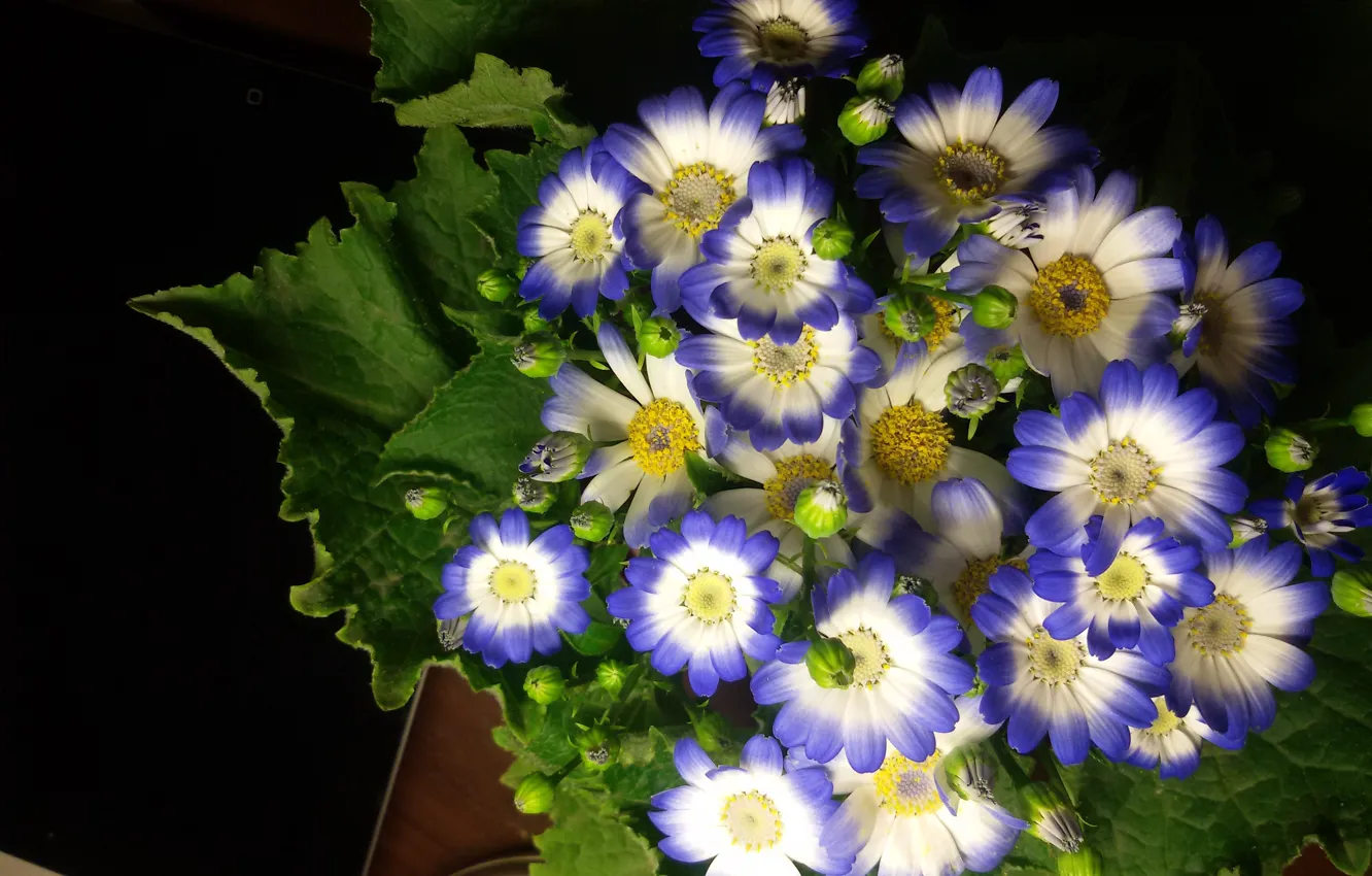 Photo wallpaper flowers, minimalism, blue, blue, beautiful