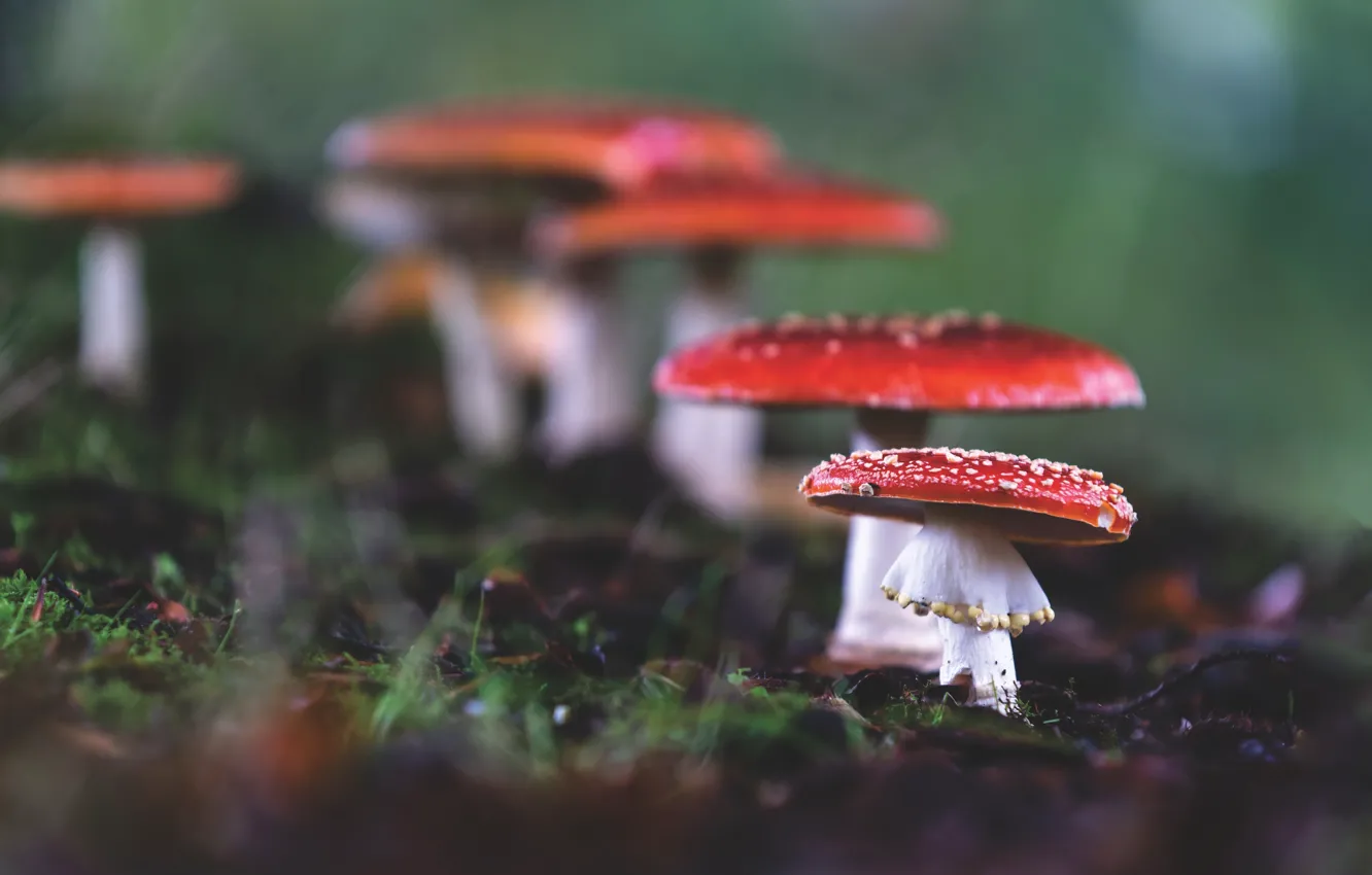 Photo wallpaper autumn, nature, mushrooms, Amanita
