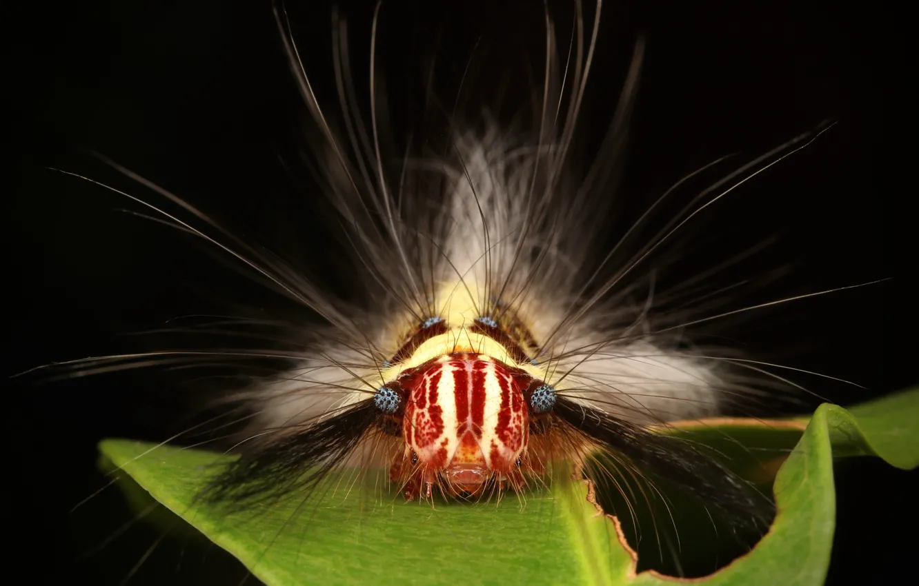 Photo wallpaper macro, caterpillar, hairs
