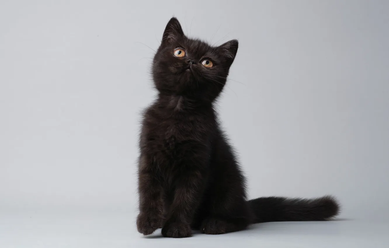 Photo wallpaper cat, look, pose, sweetheart, kitty, face