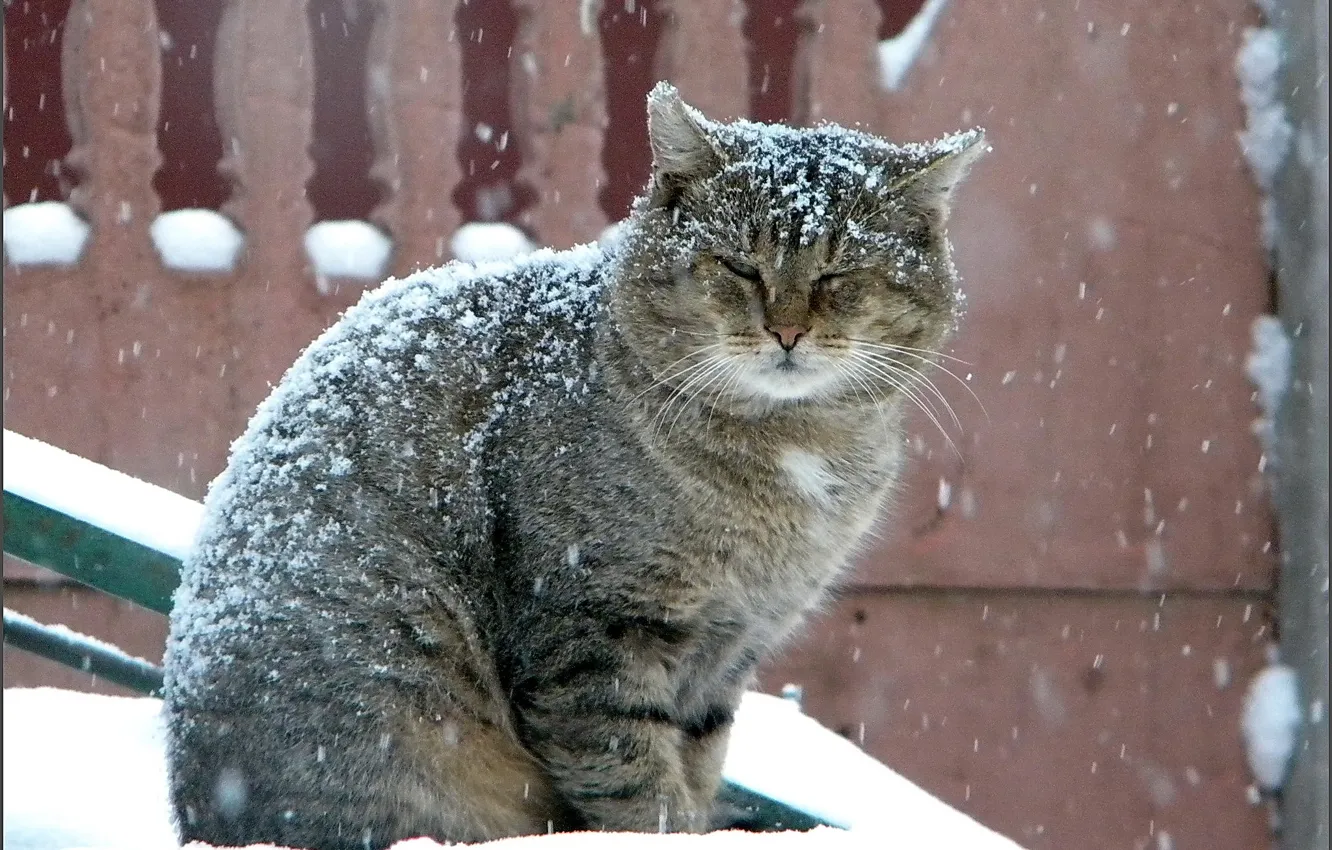 Photo wallpaper winter, cat, grey, large, snowfall