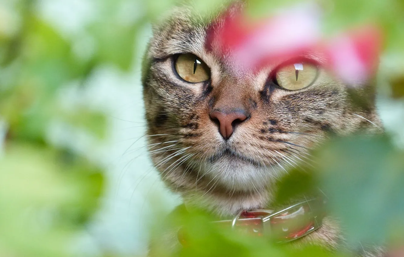 Photo wallpaper cat, eyes, cat, look, face