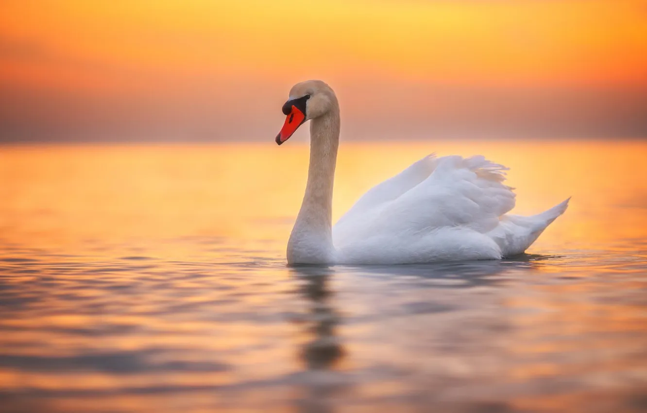 Photo wallpaper white, swans, pond
