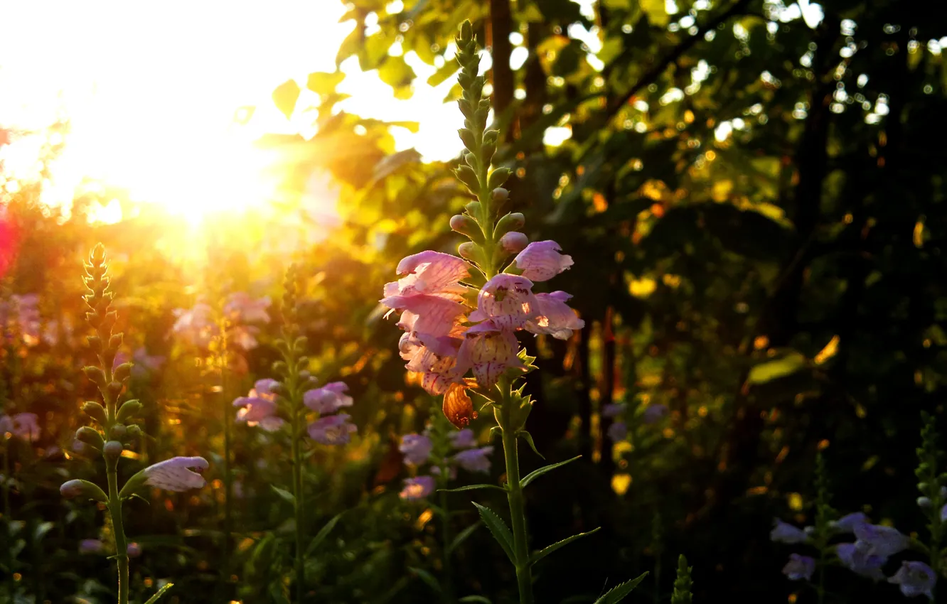 Photo wallpaper flower, the sun, dawn, Lupin