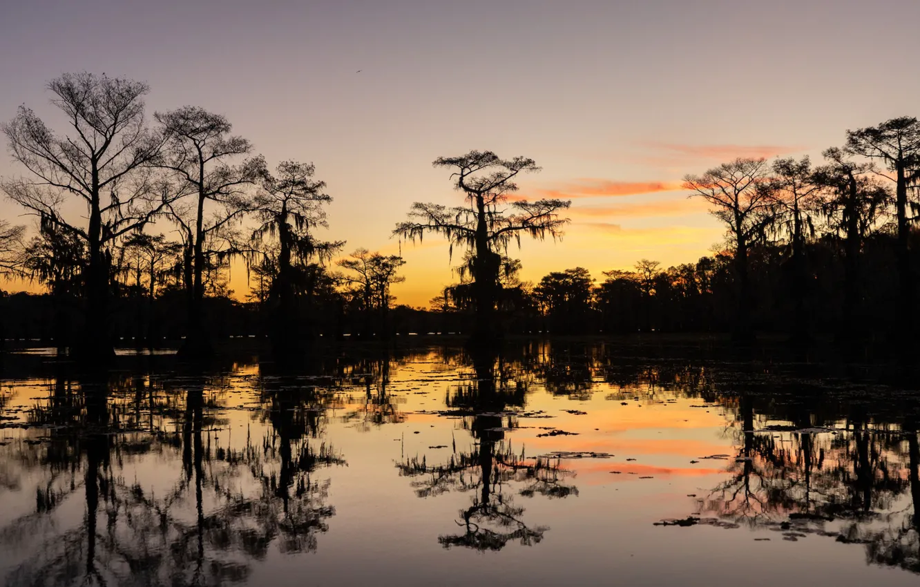 Photo wallpaper forest, water, trees, nature, reflection, river, forest, river