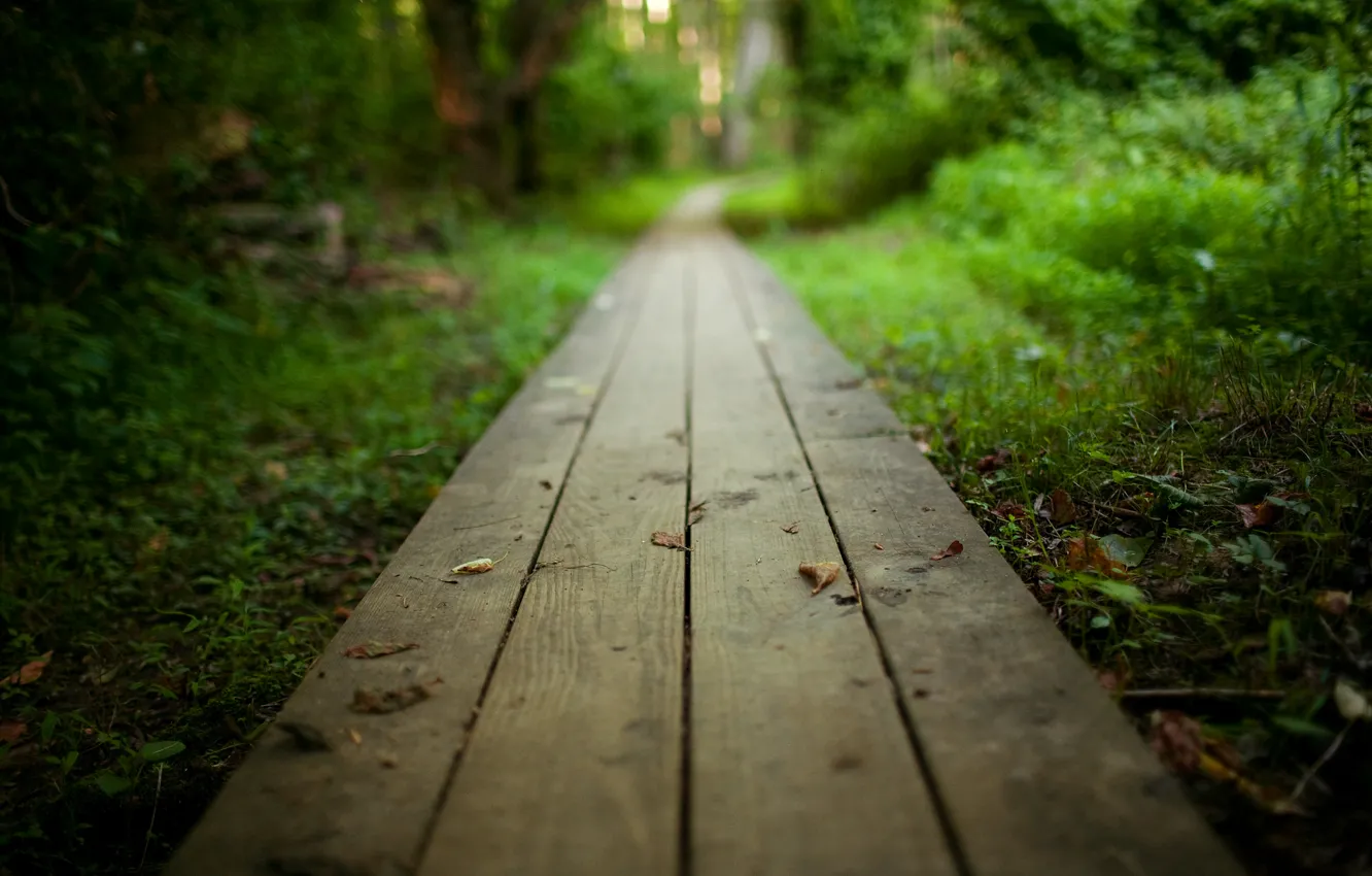 Photo wallpaper forest, trees, landscape, nature, Park, the way, Board, track