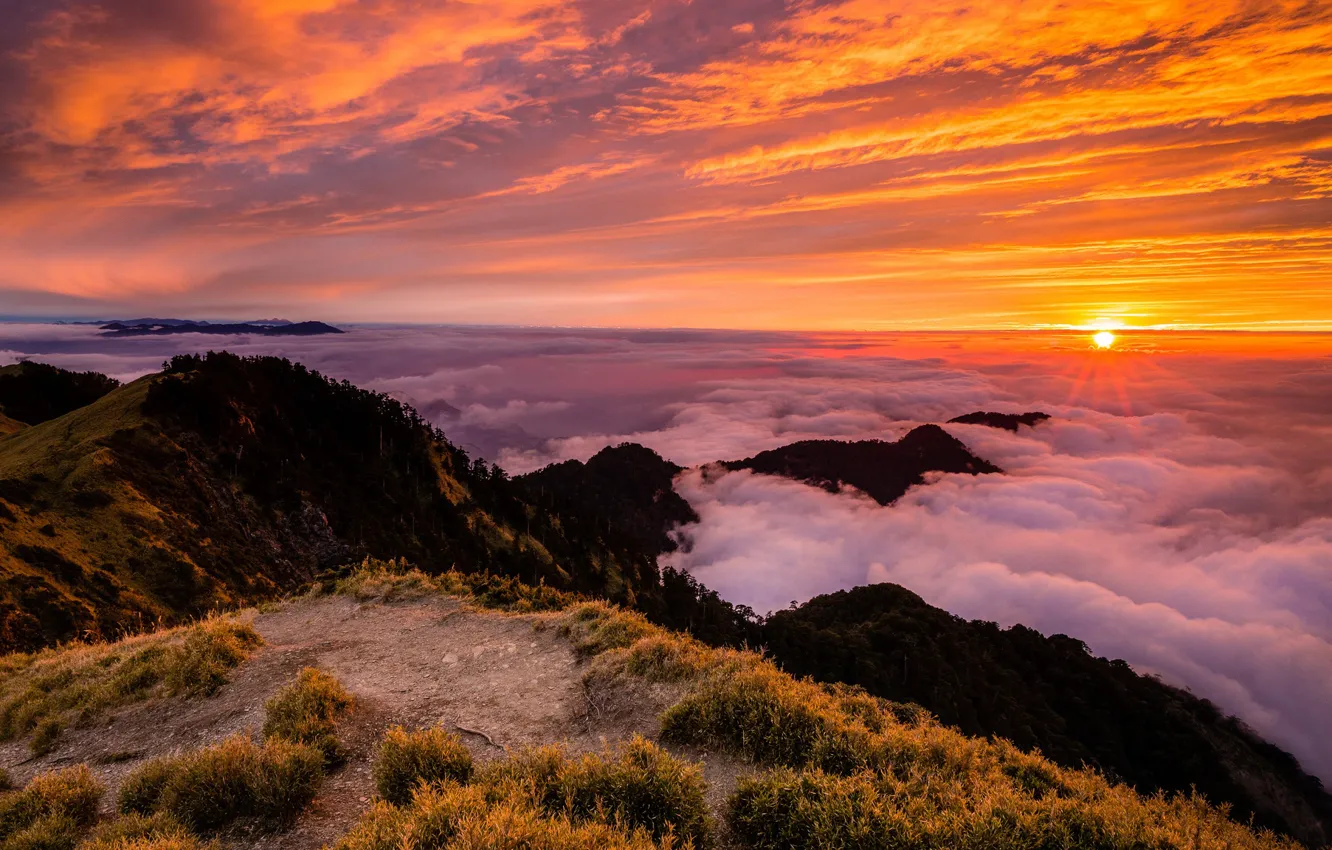 Photo wallpaper forest, the sky, grass, the sun, clouds, rays, landscape, sunset