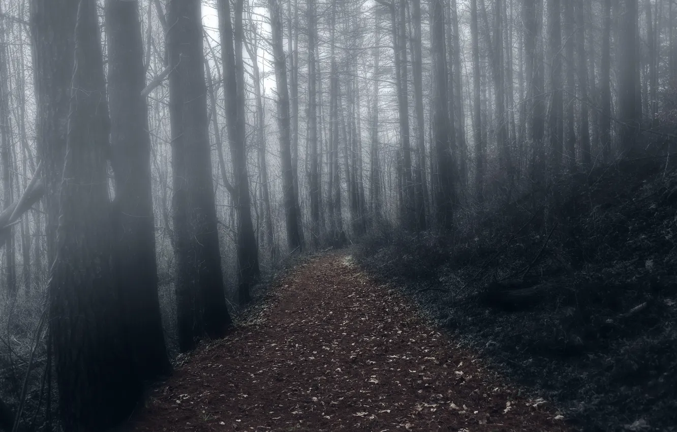 Photo wallpaper forest, night, fog, trail