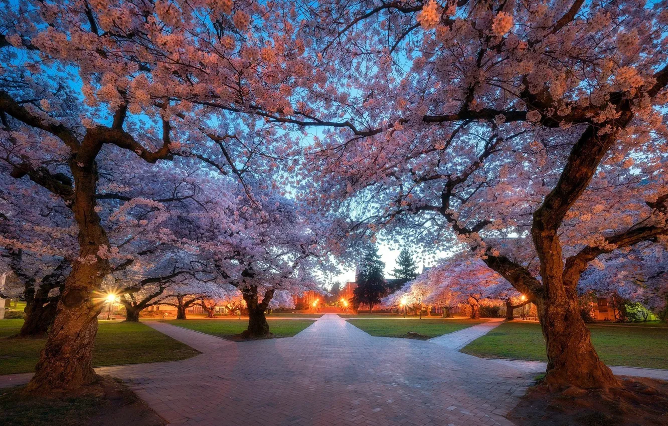 Photo wallpaper trees, Park, track, garden, Sakura, crossroads
