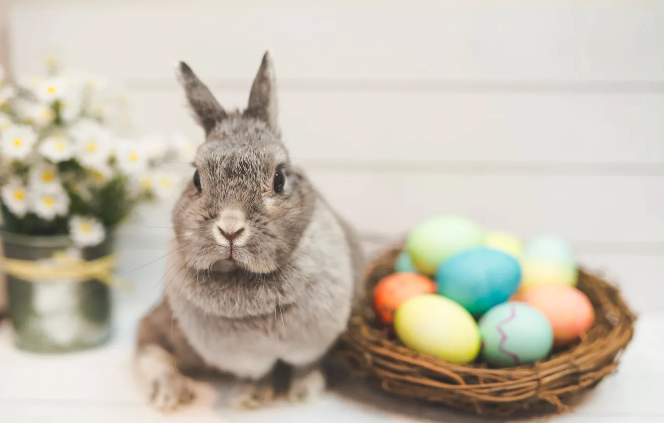 Photo wallpaper flowers, grey, holiday, chamomile, eggs, spring, rabbit, Easter