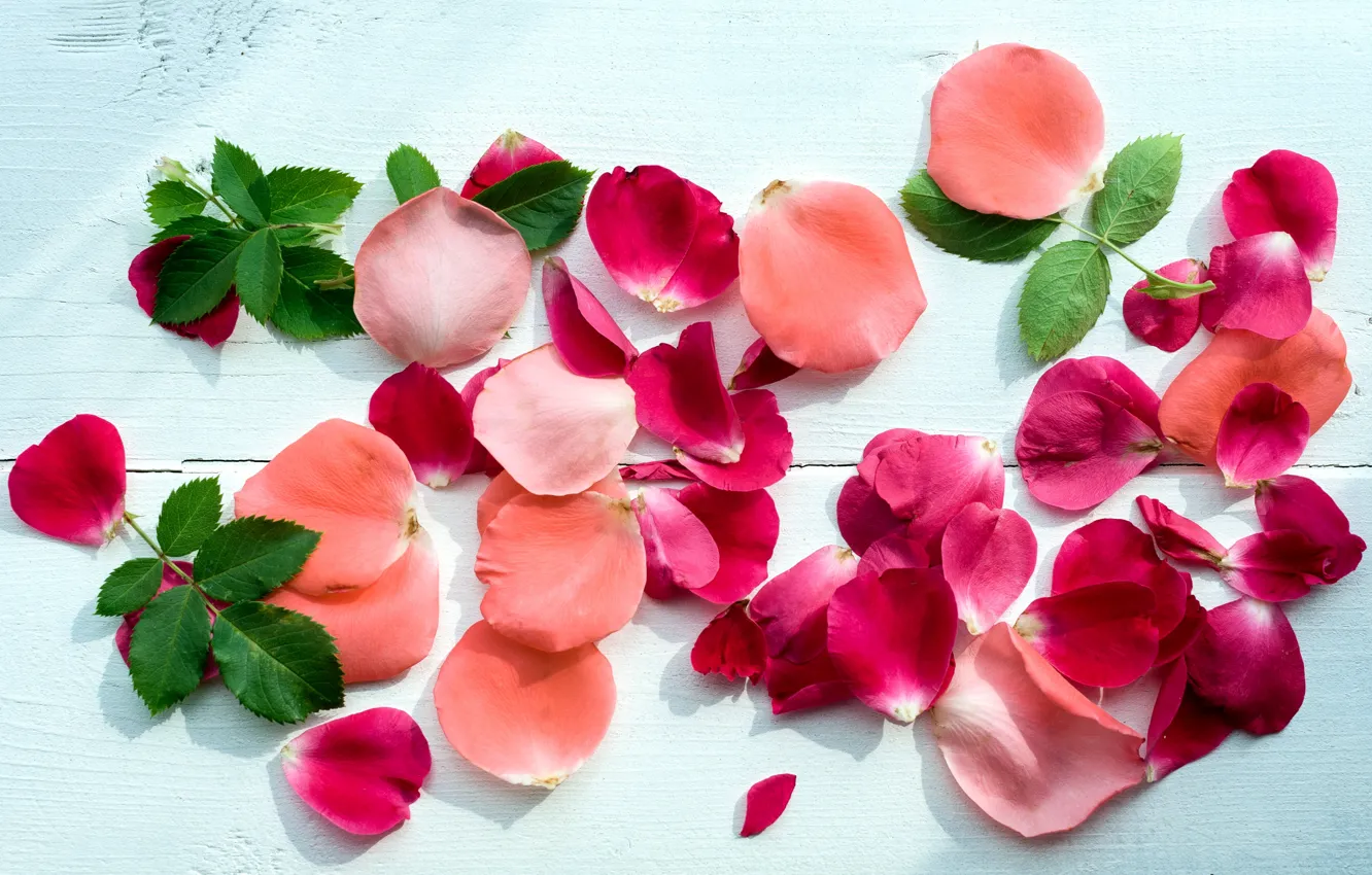 Photo wallpaper petals, pink, petals, roses, pink roses