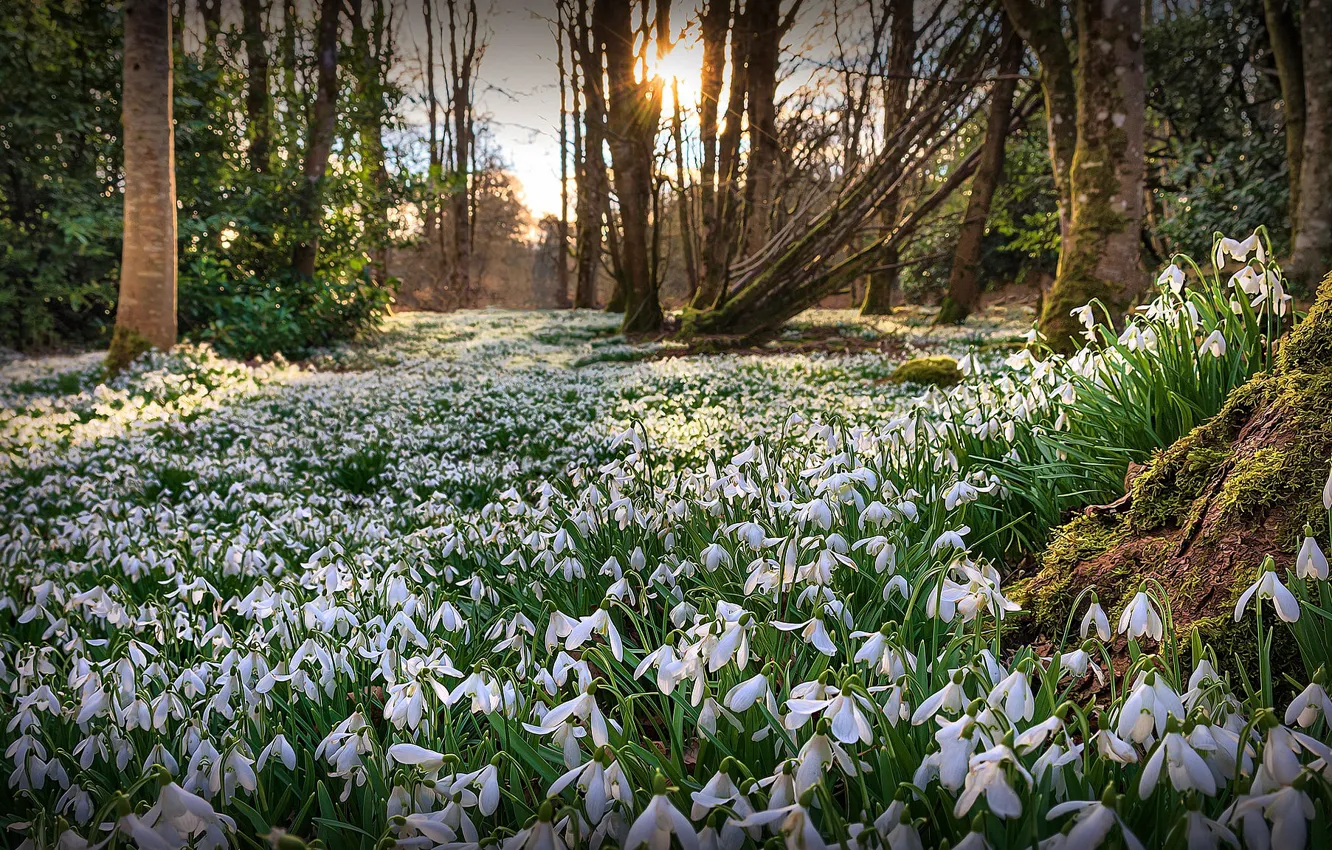 Photo wallpaper forest, light, flowers, nature, glade, spring, snowdrops