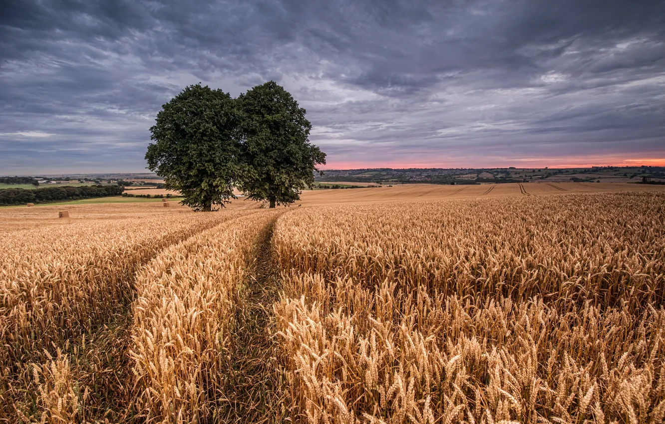 Photo wallpaper wheat, field, two trees