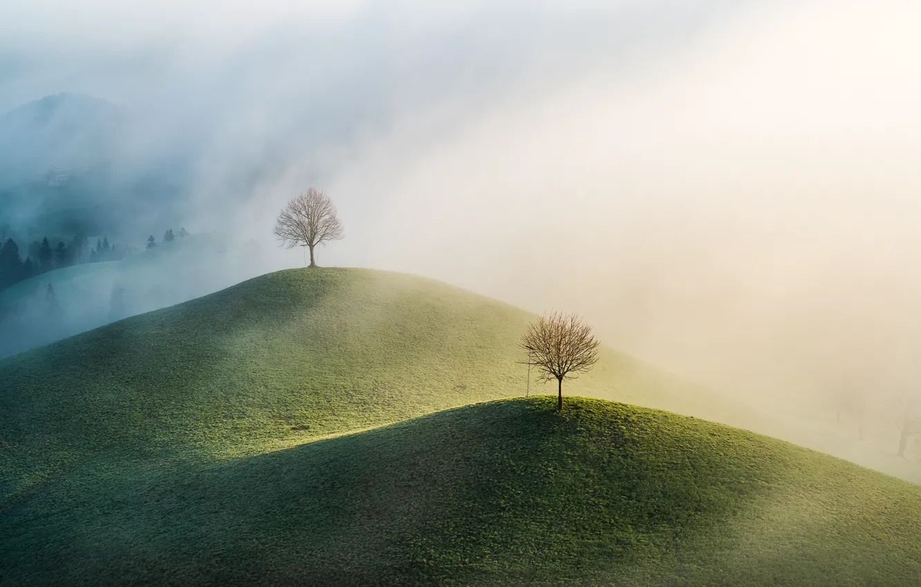Photo wallpaper trees, nature, fog, hills, morning