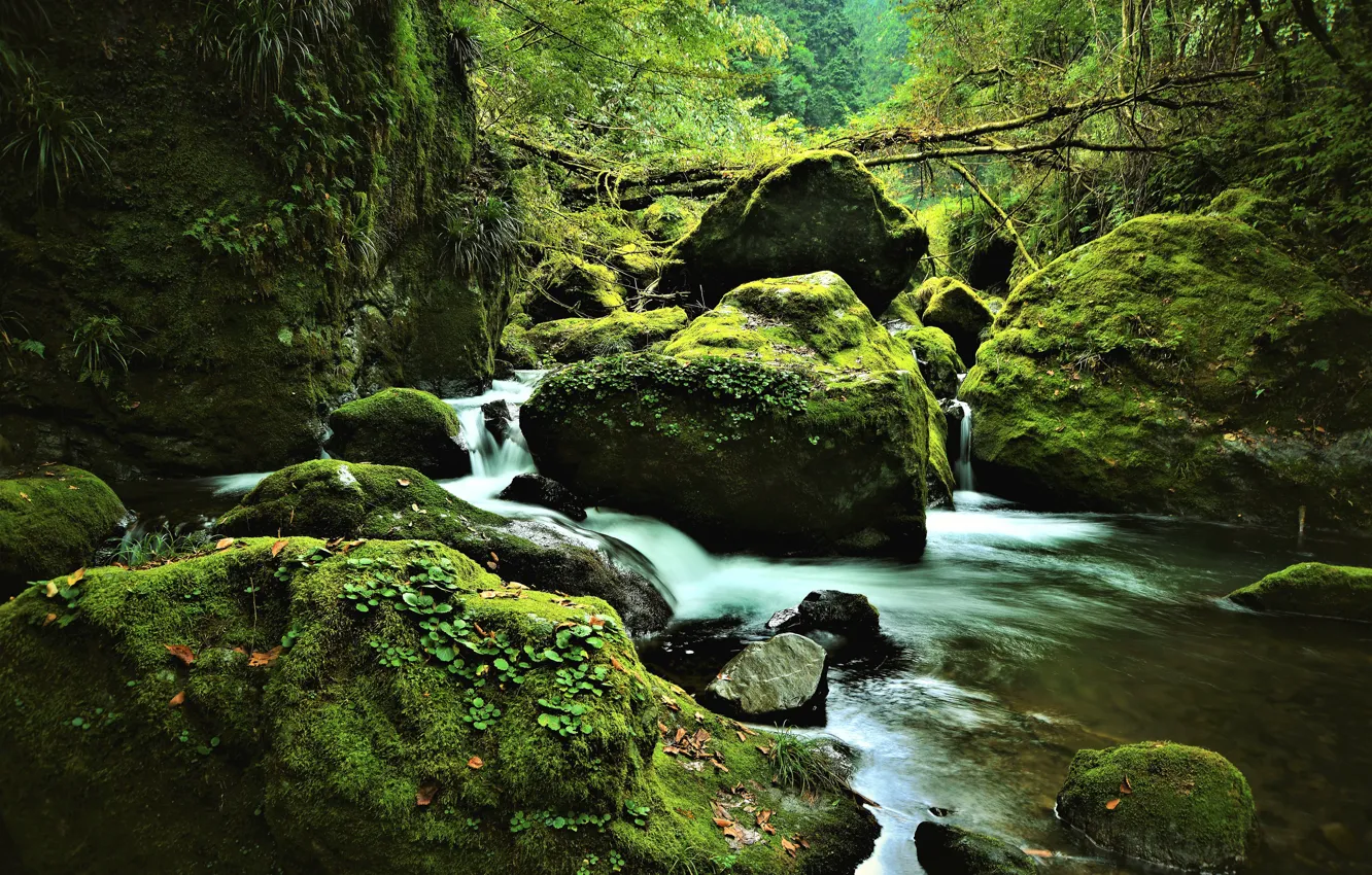 Photo wallpaper forest, nature, stream, stones, moss