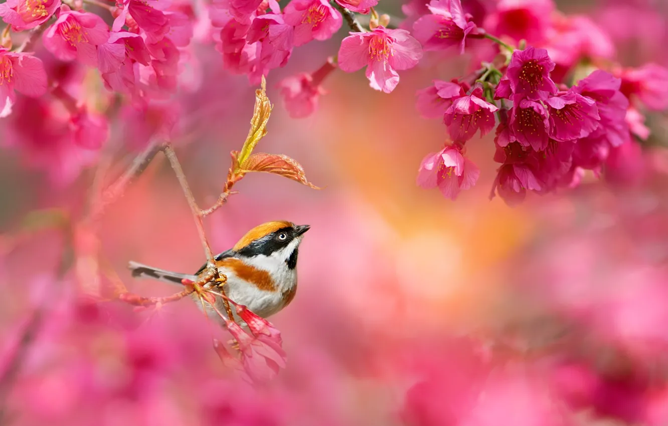 Photo wallpaper flowers, branches, nature, bird, spring, Sakura, flowering