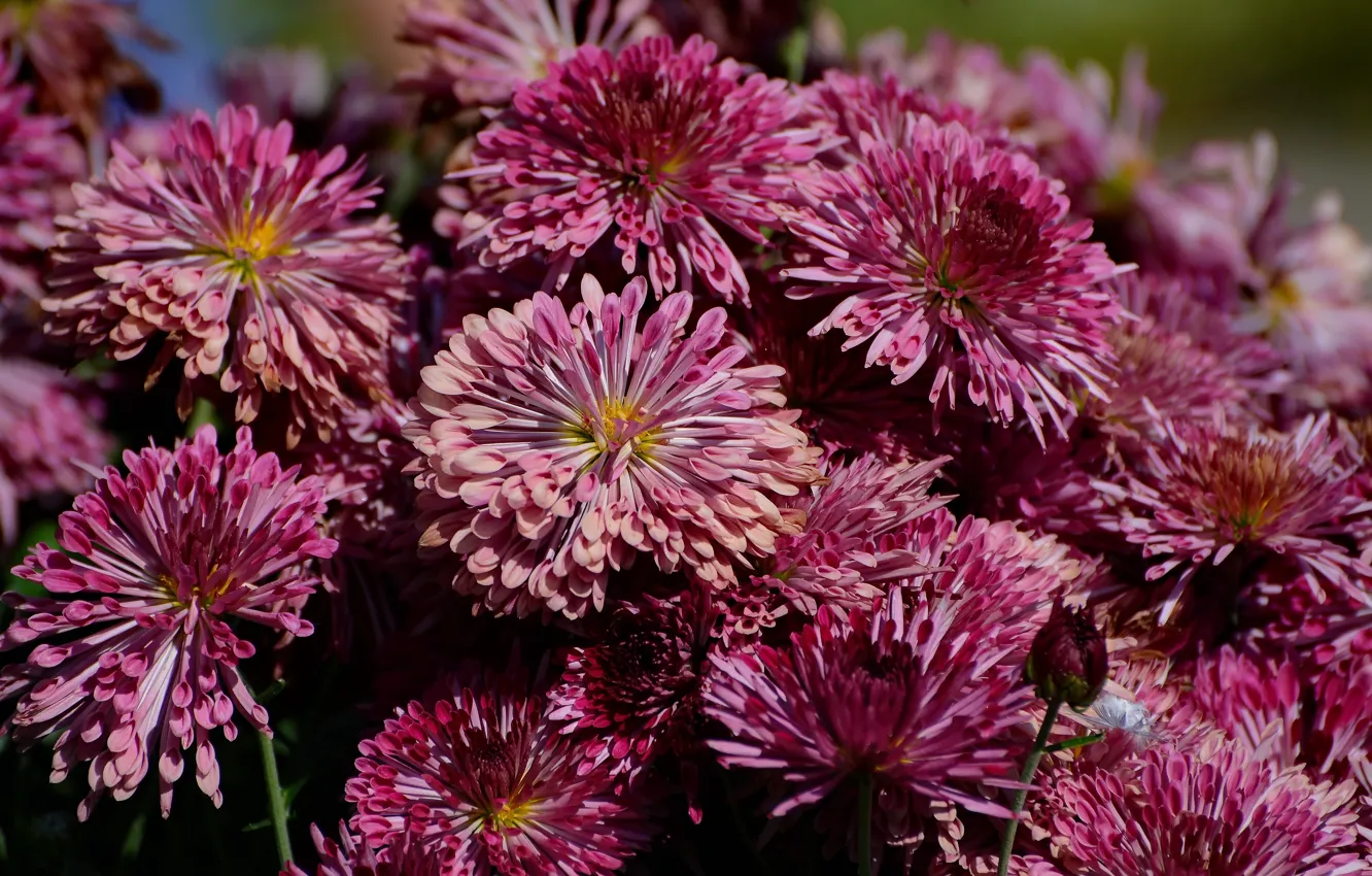 Photo wallpaper autumn, flowers, nature, chrysanthemum