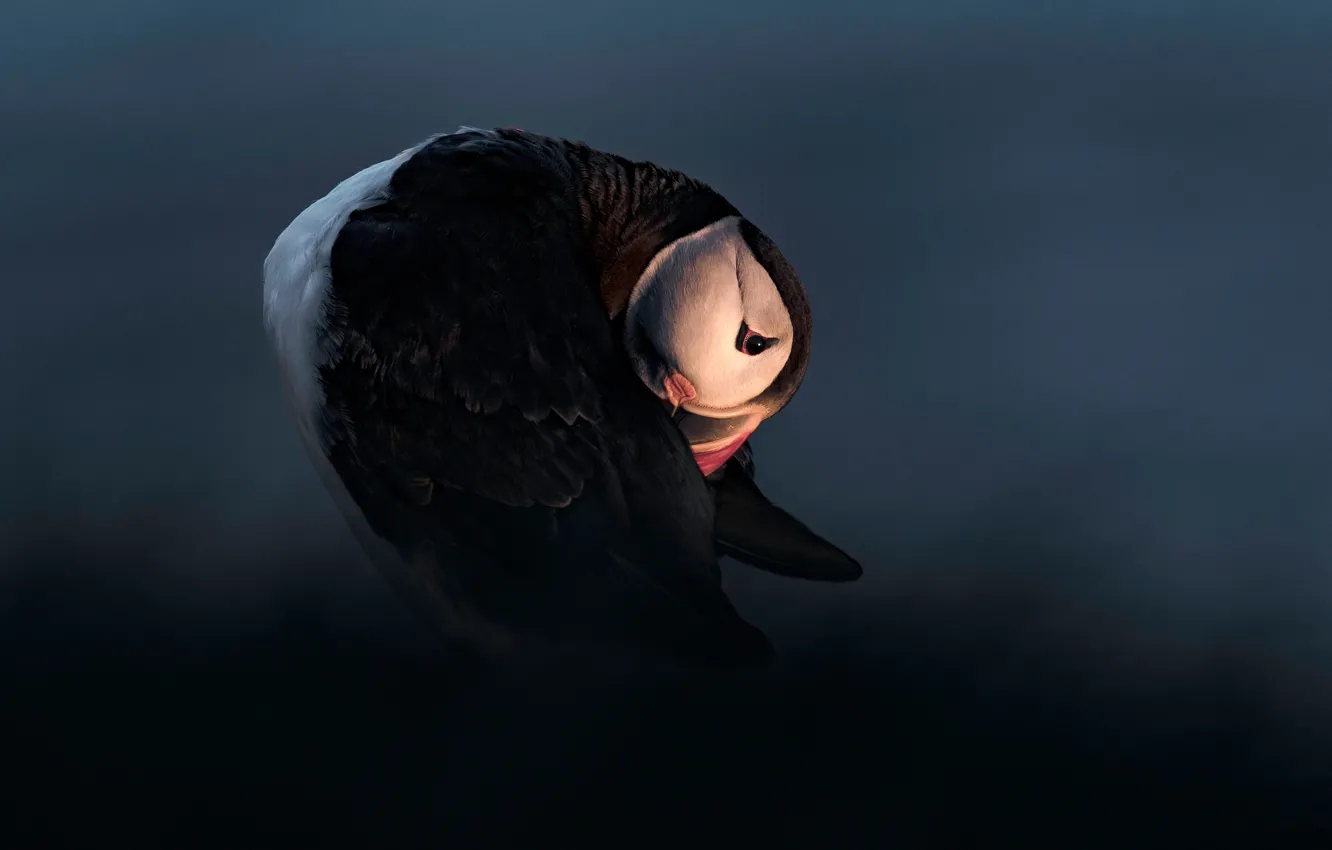 Photo wallpaper pose, the dark background, light, stalled, night, bird