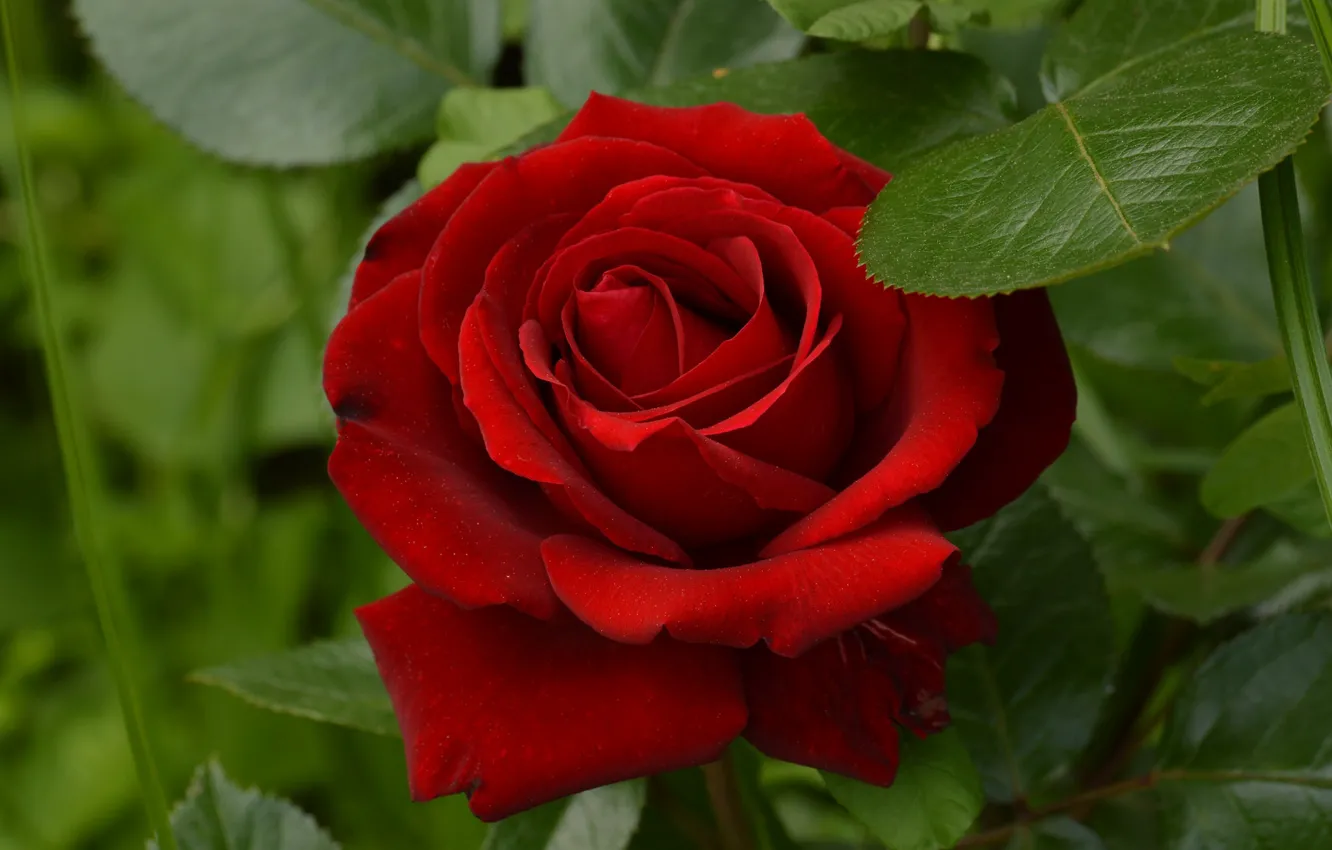Photo wallpaper red, rose, beauty