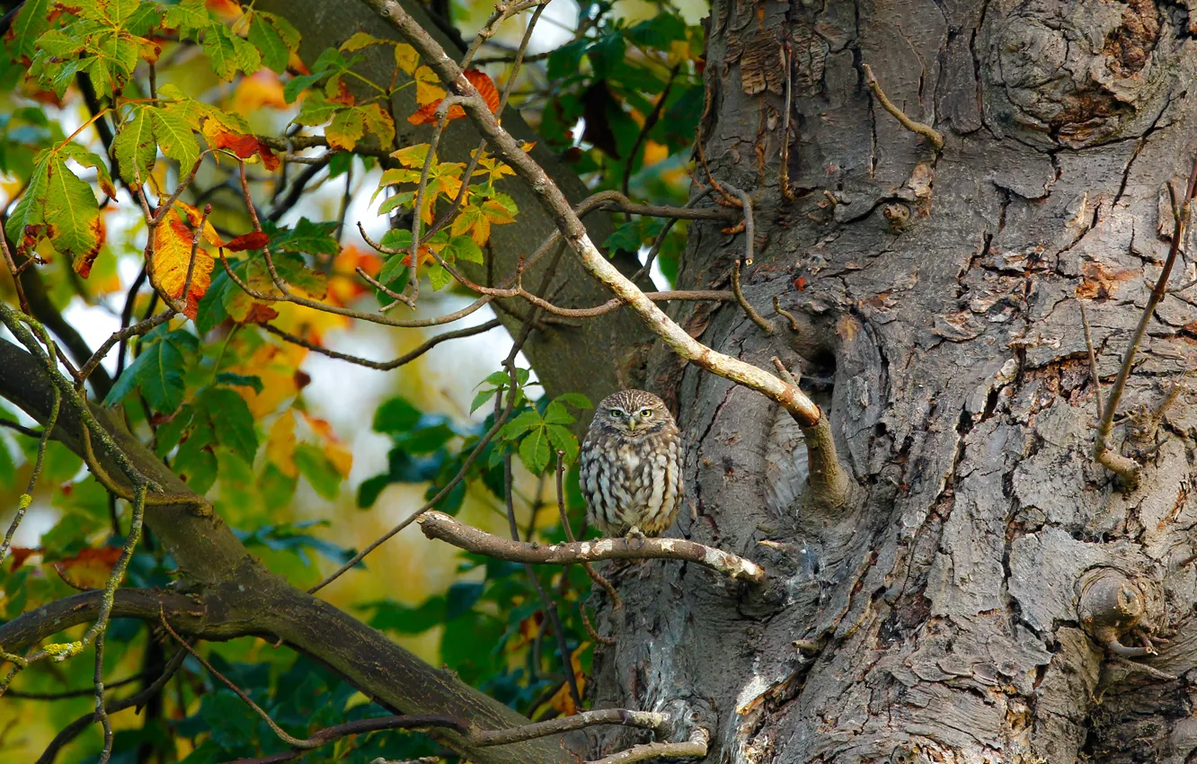 Photo wallpaper leaves, trees, branches, nature, owl, bird, owlet