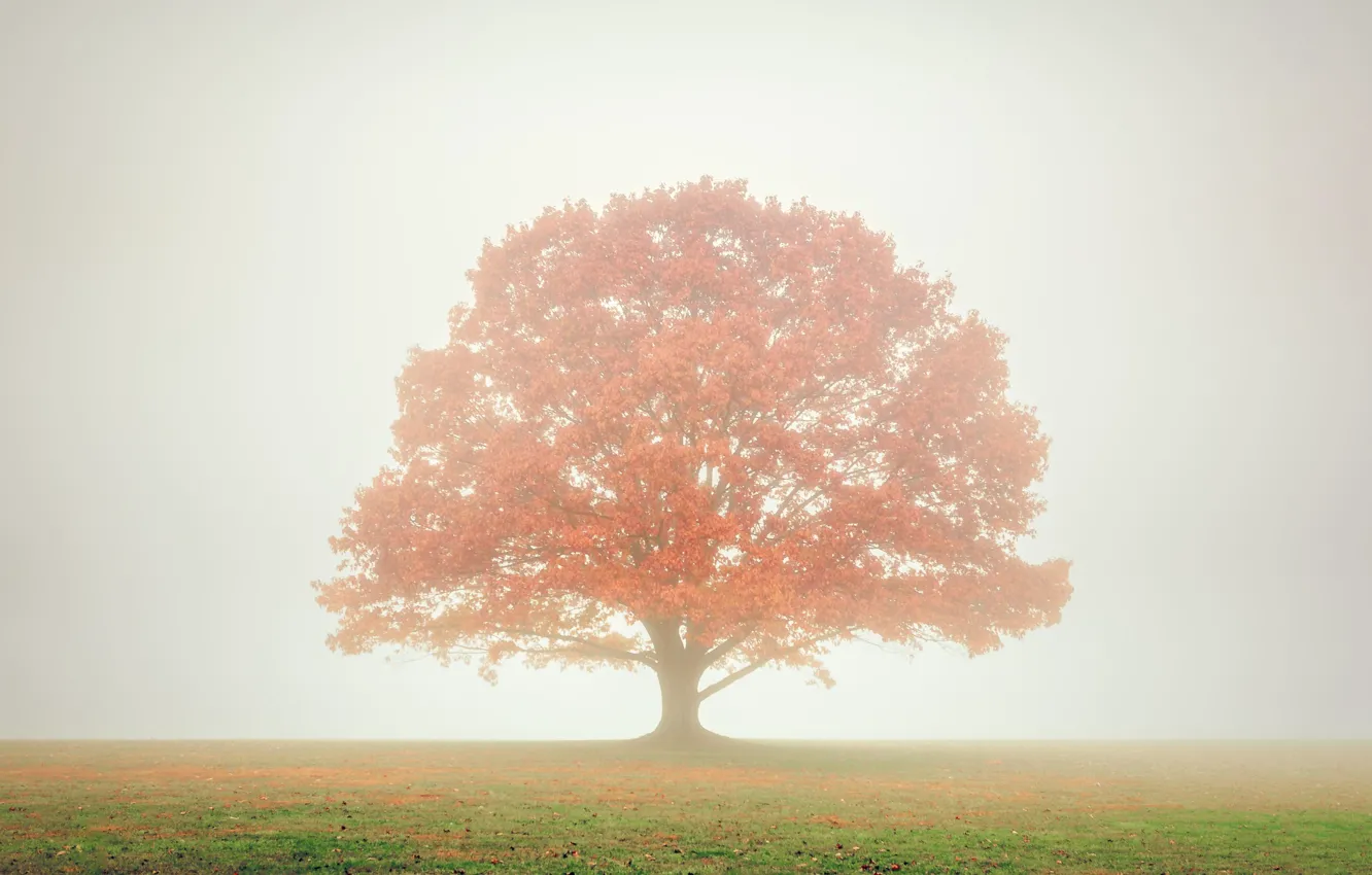 Photo wallpaper grass, tree, fog