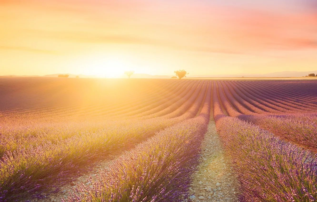 Photo wallpaper field, morning, lavender