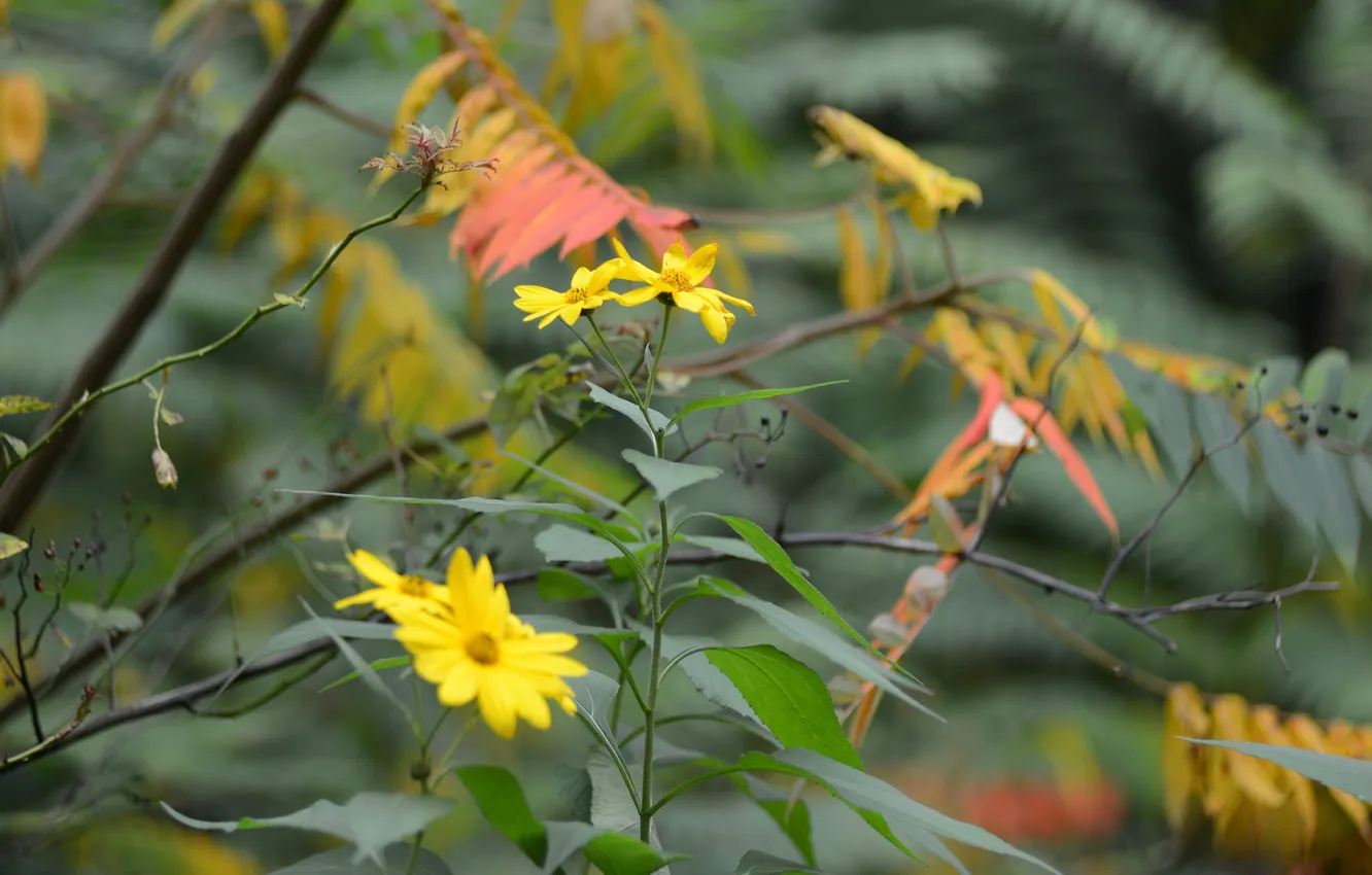 Photo wallpaper autumn, leaves, flowers, branches, petals