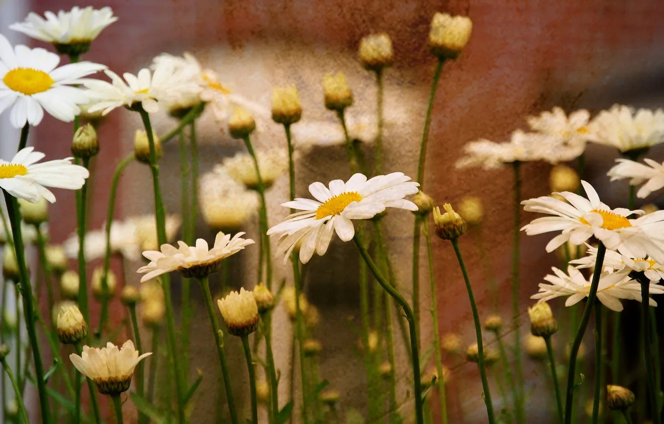 Photo wallpaper flowers, nature, background, chamomile